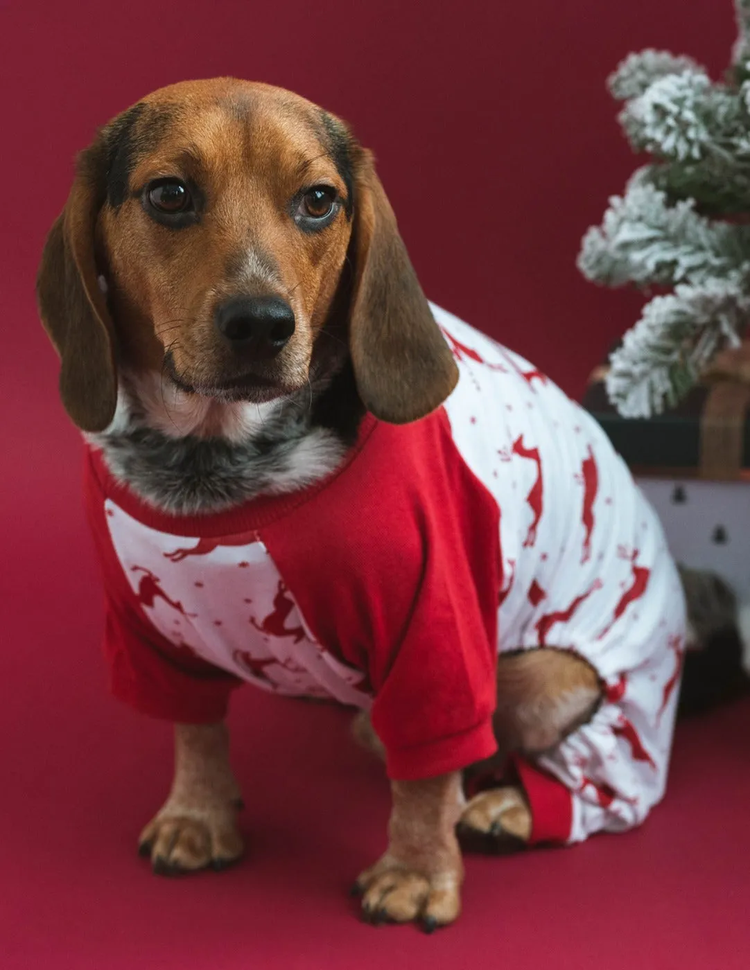 Dog Print Pajamas